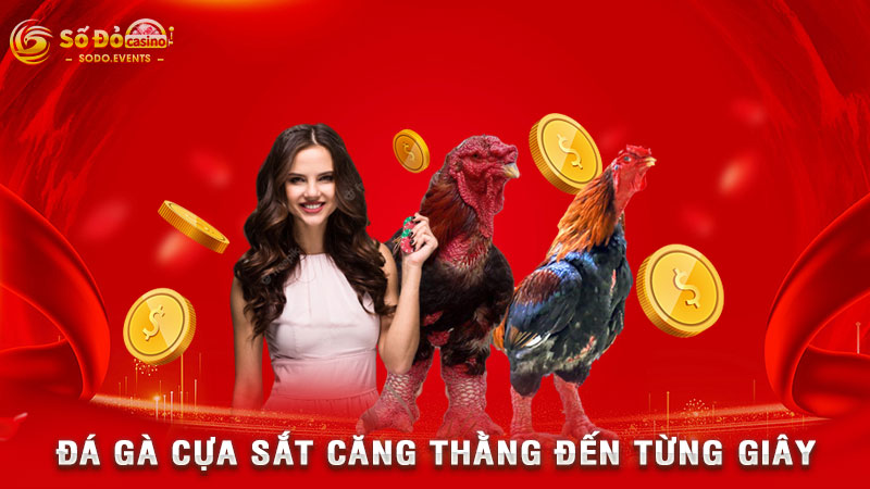 đá gà cựa sắt căng thằng đến từng giây