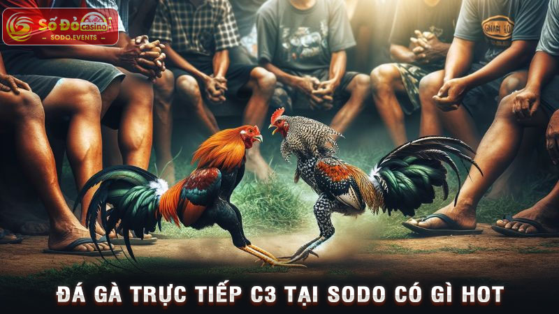 đá gà trực tiếp c3 tại sodo có gì hot