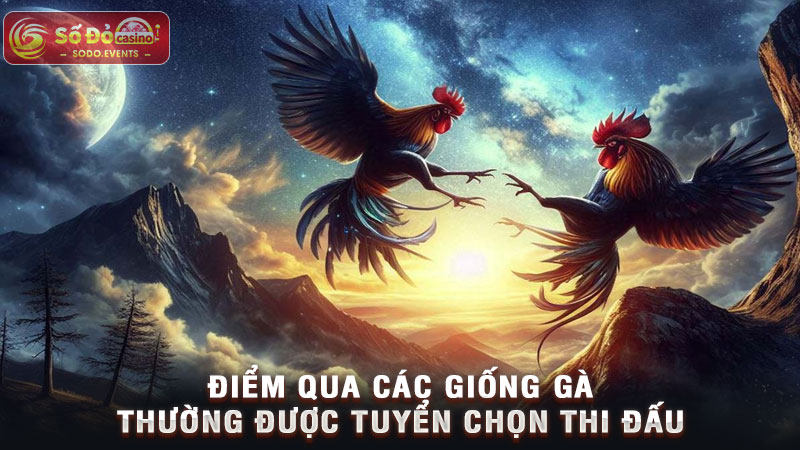 điểm qua các giống gà thường được tuyển chọn thi đấu