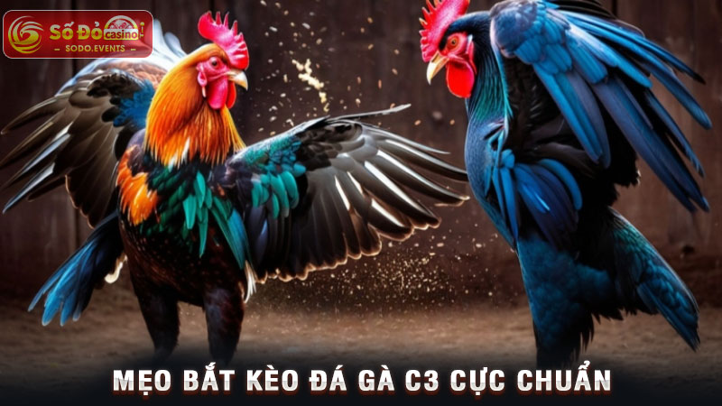 mẹo bắt kèo đá gà c3 cực chuẩn